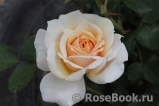 English Garden® English Garden®