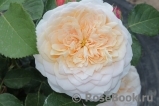 English Garden® English Garden®