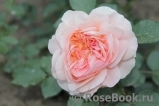 Sangerhauser Jubilaumsrose Sangerhauser Jubilaumsrose