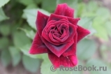 Black Baccara Black Baccara