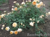 Crown Princess Margareta®