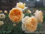 Crown Princess Margareta® Crown Princess Margareta®