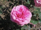 Gertrude Jekyll Gertrude Jekyll
