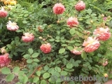 Jubilee Celebration® Jubilee Celebration®