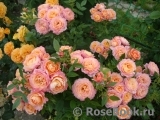 Briosa ® Briosa ®