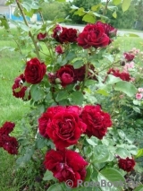Highgrove Highgrove