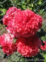 Rosarium Uetersen Rosarium Uetersen