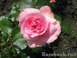 Romanze Romanze