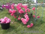 Rosarium Uetersen Rosarium Uetersen