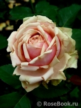 Eden Romantica ® Eden Romantica ®