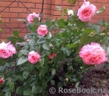Augusta Luise Augusta Luise