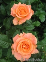 Orange Senta Orange Senta