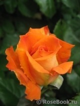Orange Senta Orange Senta