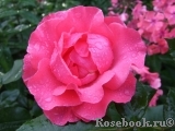Romanze Romanze
