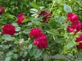 Highgrove Highgrove