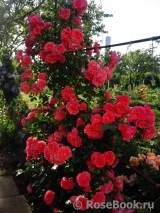 Rosarium Uetersen Rosarium Uetersen