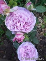 Lavender Ice Lavender Ice