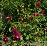 Burgundy Ice Burgundy Ice