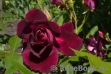 Burgundy Ice Burgundy Ice