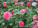 Romanze Romanze