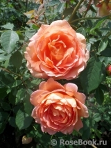 Lady of Shalott Lady of Shalott