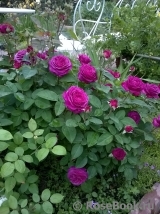 Heidi Klum Rose Heidi Klum Rose