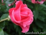 Romanze Romanze