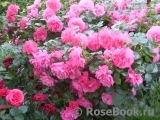 Rosarium Uetersen Rosarium Uetersen