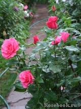 Romanze Romanze