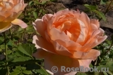 Lady of Shalott Lady of Shalott