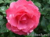 Romanze Romanze