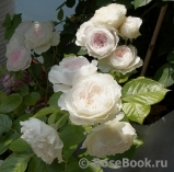 Herzogin Christiana ® Herzogin Christiana ®