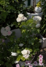 Herzogin Christiana ® Herzogin Christiana ®