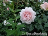 Chandos Beauty Chandos Beauty