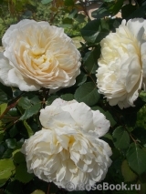Crocus Rose® Crocus Rose®