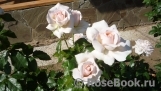 Chandos Beauty Chandos Beauty