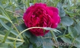 Falstaff® Falstaff®