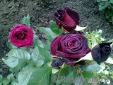 Black Baccara Black Baccara