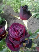 Black Baccara Black Baccara