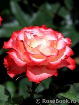 Spanish Dancer