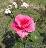 Romanze Romanze