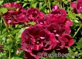 Burgundy Ice Burgundy Ice