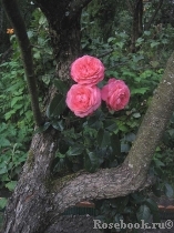 Rosanna Rosanna