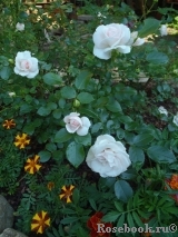 Aspirin Rose Aspirin Rose