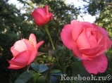 Rosanna Rosanna