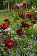 Black Baccara Black Baccara