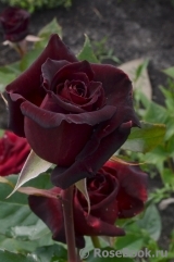 Black Baccara Black Baccara