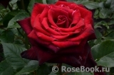 Black Baccara Black Baccara