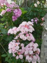 Heavenly Pink Heavenly Pink
