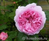 Princess Alexandra of Kent Princess Alexandra of Kent